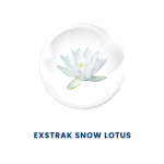 SNOW LOTUS